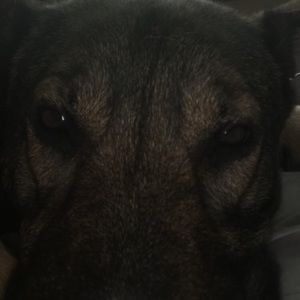 Meet your Posher, Peter